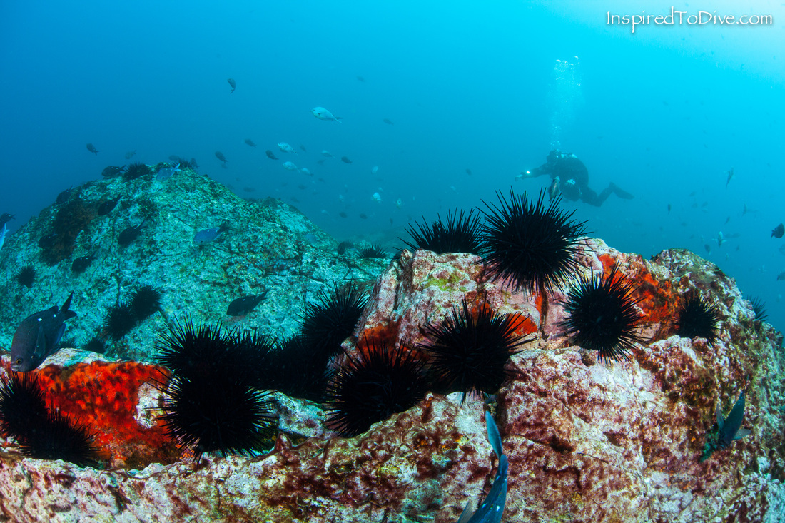 Scuba diver with field of black urchins