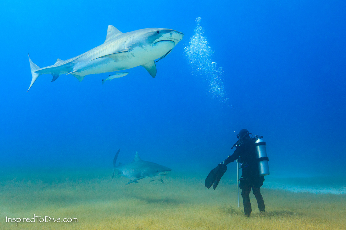 Scuba diver with Tiger sharks at Tiger Beach in the Bahamas