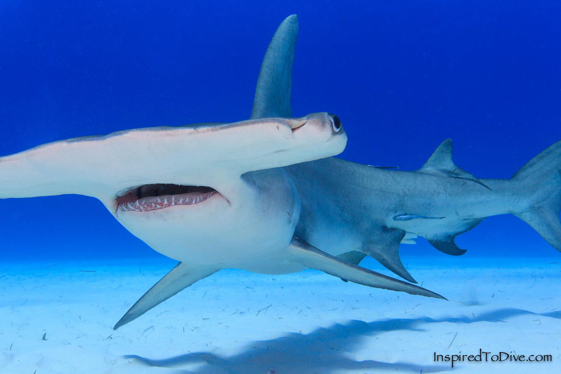 Close up underwater picture of a Great hammerhead shark (Sphyrna mokarran) in the Bahamas