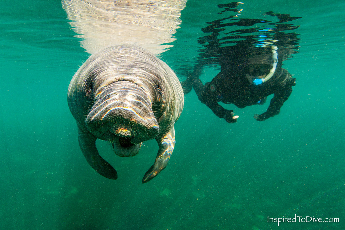 A diver snorkelling with a manatee in Crystal River