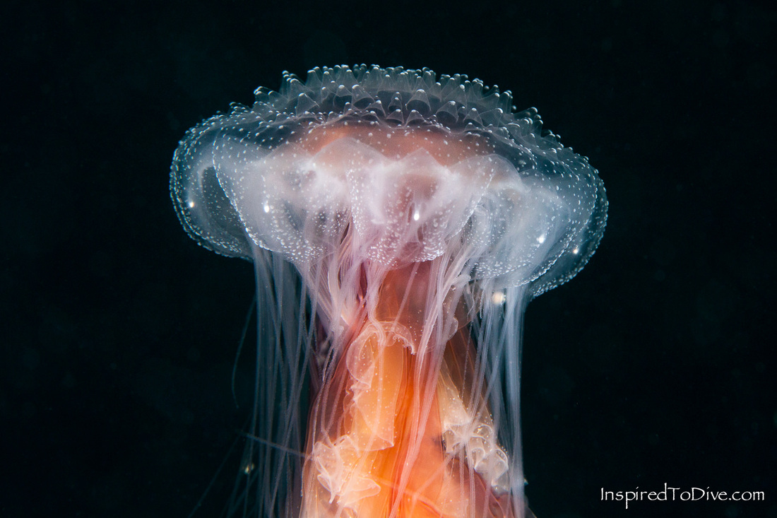 A macro photograph of a jellyfish underwater in New Zealand
