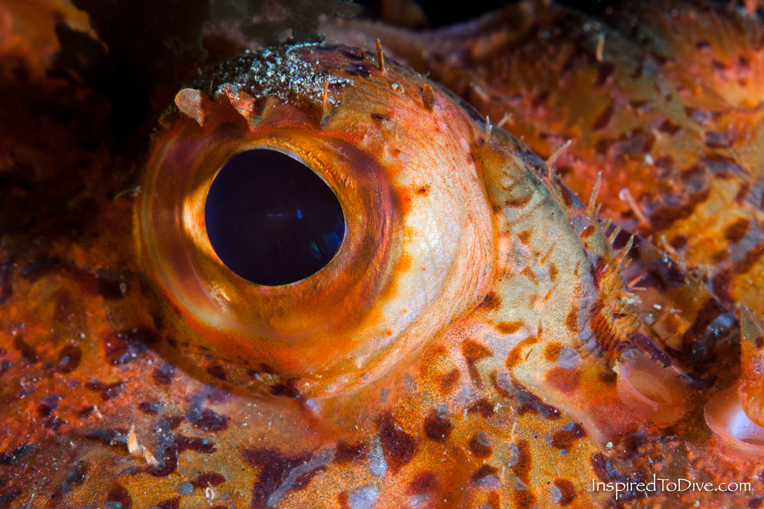 The eye of a scorpianfish (Scorpaena cardinalis) in New Zealand