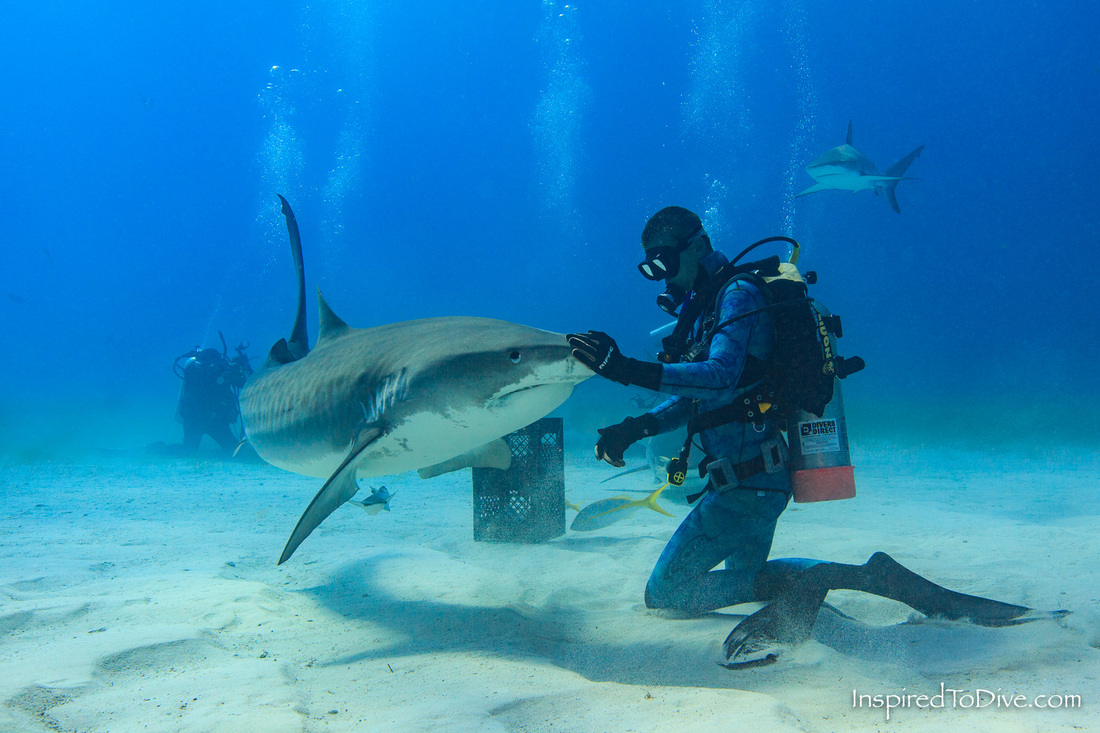 Scuba diver feeding Tiger sharks in the Bahamas