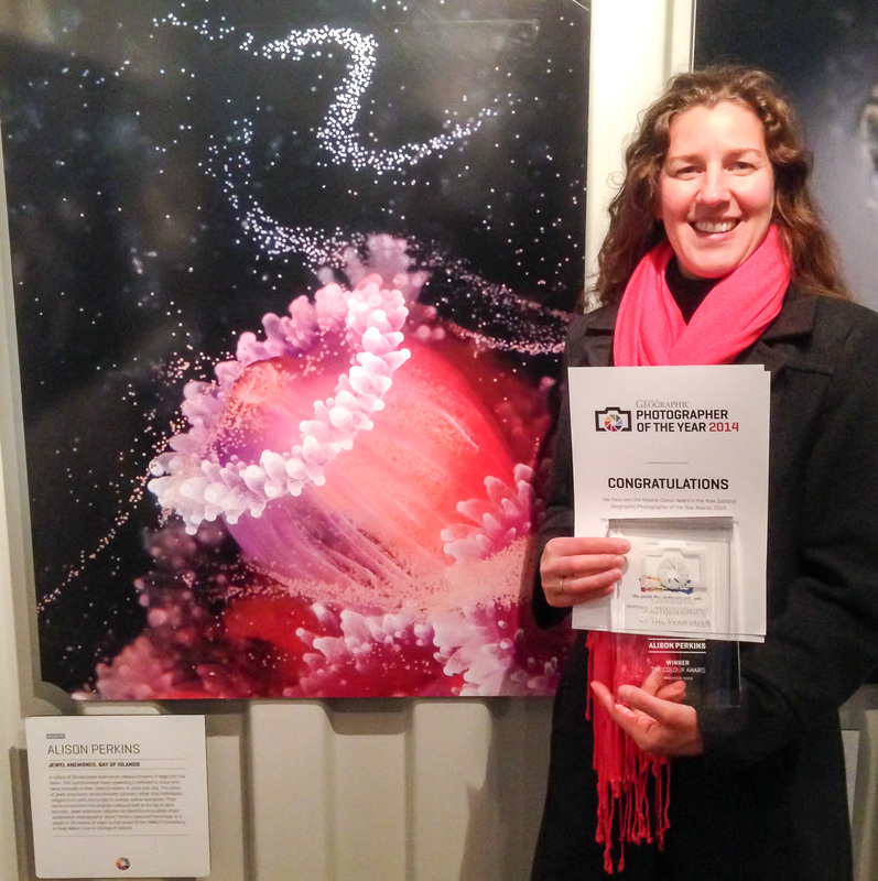 Award winning underwater photographer Alison Perkins at the New Zealand Geographer Photographer of the Year awards ceremony