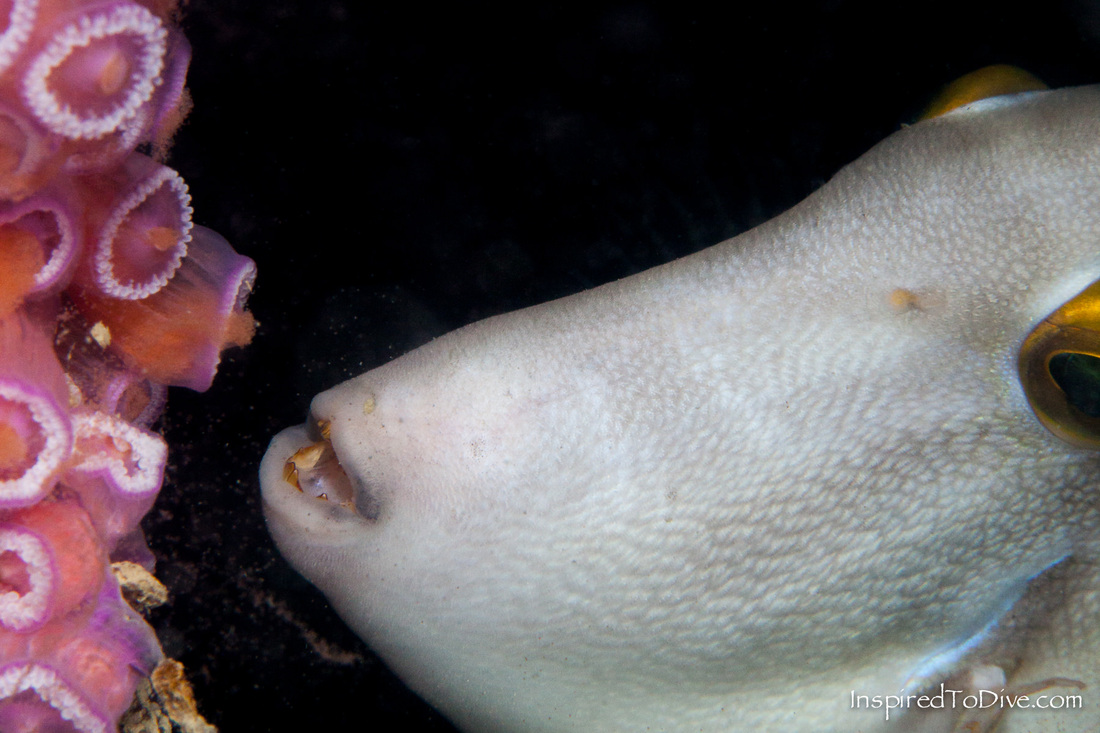 A leatherjacket (Parika scaber) comes in to feed on spawning jewel anemones (Corynactis australis)