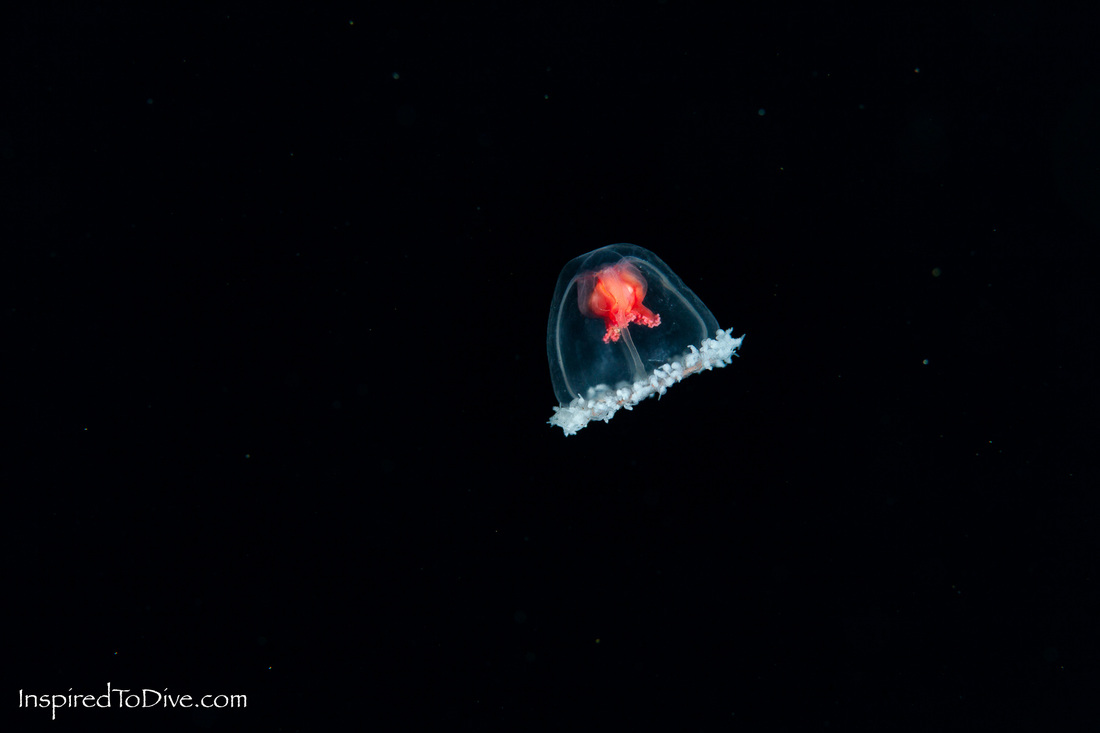 Small jellyfish surrounded by black water