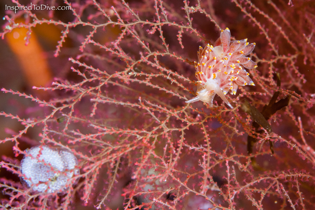 Eubranchus sp. and egg coil - a new nudibranch from the Poor Knights Islands in New Zealand