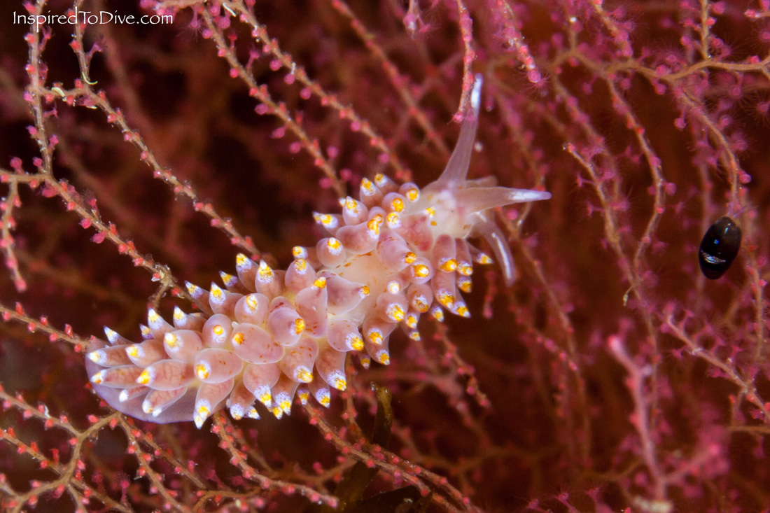 Eubranchus sp. - a new nudibranch from the Poor Knights Islands in New Zealand