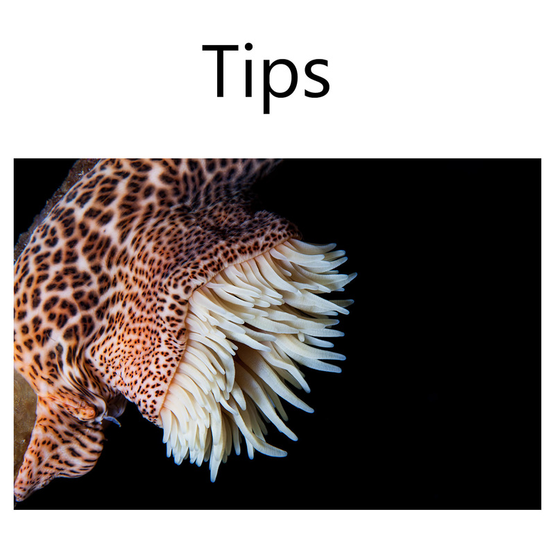 14 tips for underwater photography in surgy conditions
